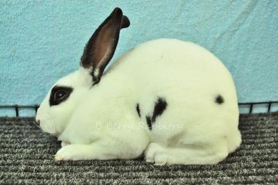 Mini Rex - Broken Black (Lightly) - Mini Rex Rabbit