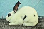 Mini Rex - Broken Black (Lightly) - Mini Rex Rabbit