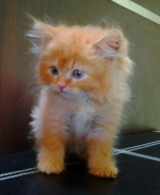 Male 4 - Persian Cat