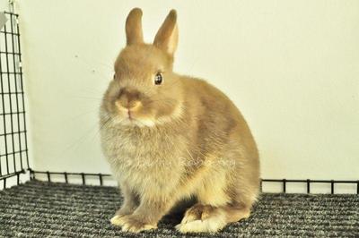 Netherland Dwarf - Choc Otter 26 - Netherland Dwarf Rabbit