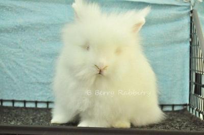 Lionhead - Rew 26 - Lionhead Rabbit