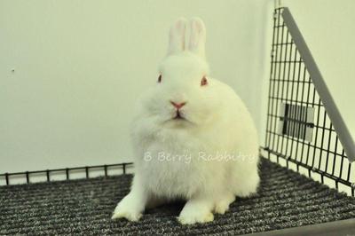 Netherland Dwarf - Rew 27 - Netherland Dwarf Rabbit