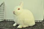 Netherland Dwarf - Rew 27 - Netherland Dwarf Rabbit