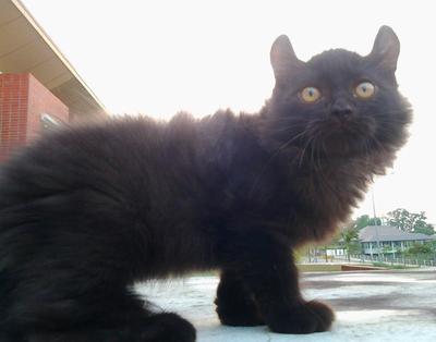 Male American Curl Kitten - American Curl Cat