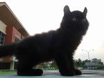 Male American Curl Kitten - American Curl Cat