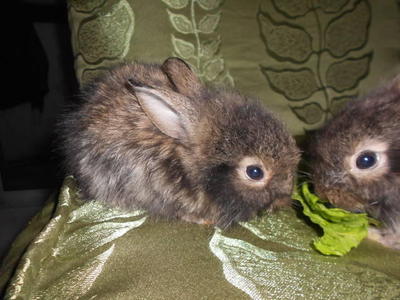 Rabbit Mixed Breed  - Angora Rabbit Rabbit