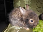 Rabbit Mixed Breed  - Angora Rabbit Rabbit