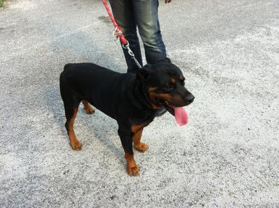 Rocky - Rottweiler Dog