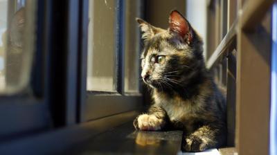 Taiga - Tortoiseshell Cat