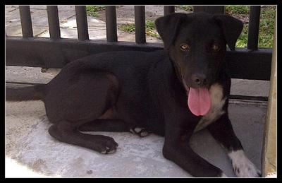 Blaze - Labrador Retriever Mix Dog