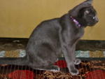 Kimba - Burmese Cat