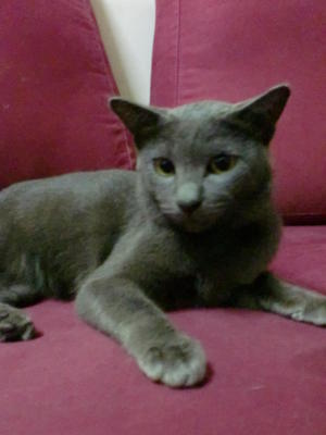 Kimba - Burmese Cat