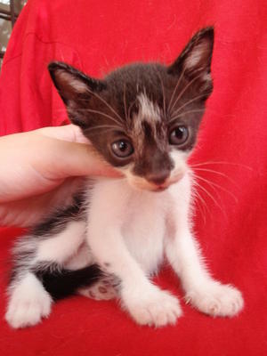 Black Head Boy - Domestic Medium Hair Cat