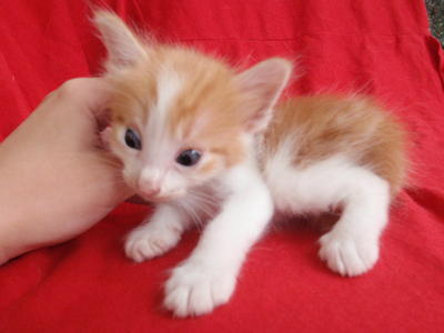 Orange Fox (Si Musang) - Domestic Medium Hair + Domestic Long Hair Cat