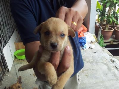 Bear Bear - Mixed Breed Dog