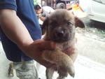 Bear Bear - Mixed Breed Dog