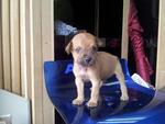 Bear Bear - Mixed Breed Dog