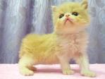 Flat Face Persian Kitten - Female - Persian Cat