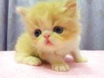 Flat Face Persian Kitten - Female - Persian Cat