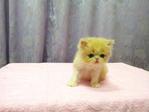 Flat Face Persian Kitten - Female - Persian Cat