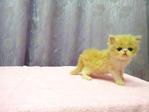 Flat Face Persian Kitten - Female - Persian Cat