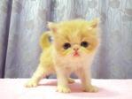 Flat Face Persian Kitten - Female - Persian Cat