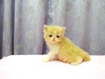 Flat Face Persian Kitten - Female - Persian Cat