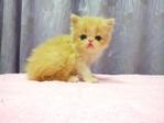 Flat Face Persian Kitten - Female - Persian Cat