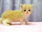 Flat Face Persian Kitten - Female - Persian Cat