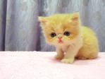 Flat Face Persian Kitten - Female - Persian Cat