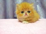 Flat Face Persian Kitten  - Female - Persian Cat