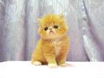 Flat Face Persian Kitten  - Female - Persian Cat