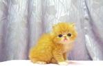 Flat Face Persian Kitten  - Female - Persian Cat