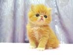 Flat Face Persian Kitten  - Female - Persian Cat