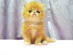 Flat Face Persian Kitten  - Female - Persian Cat