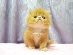 Flat Face Persian Kitten  - Female - Persian Cat