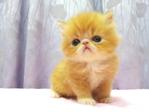 Flat Face Persian Kitten  - Female - Persian Cat