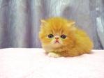 Flat Face Persian Kitten  - Female - Persian Cat