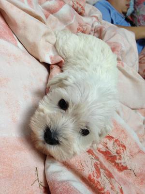 Miniature Scnauzer - Schnauzer Dog