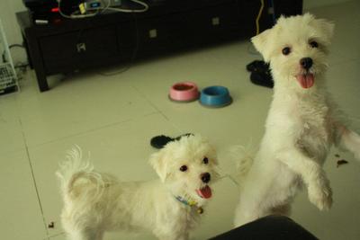 Star And Precious - Maltese Dog