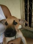 Bebo And Bobo - Mixed Breed Dog