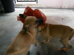 Bebo And Bobo - Mixed Breed Dog