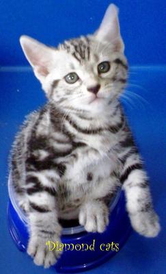 Cute American Shorthair 280612 - American Shorthair Cat