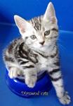 Cute American Shorthair 280612 - American Shorthair Cat