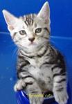 Cute American Shorthair 280612 - American Shorthair Cat