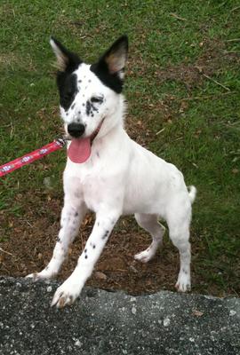 Pandai - Border Collie Mix Dog