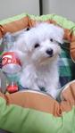 Maltese Tiny Size, 4 Months Old  - Maltese Dog