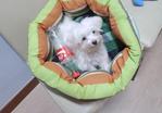 Maltese Tiny Size, 4 Months Old  - Maltese Dog