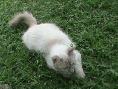  Zola - Domestic Long Hair Cat