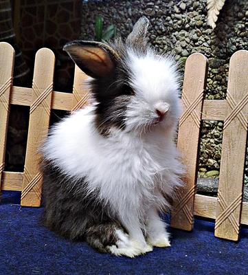 Pure Anggora - Angora Rabbit Rabbit